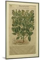 Basil, a Botanical Plate from the 'Discorsi' by Pietro Andrea Mattioli-Italian School-Mounted Giclee Print