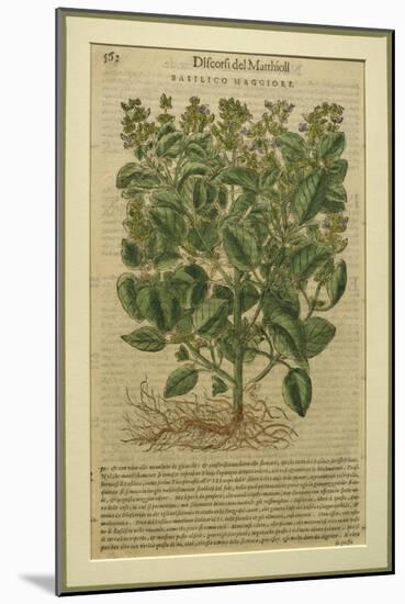 Basil, a Botanical Plate from the 'Discorsi' by Pietro Andrea Mattioli-Italian School-Mounted Giclee Print