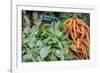 Basil and carrots at farmer's market, USA-Jim Engelbrecht-Framed Photographic Print