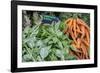 Basil and carrots at farmer's market, USA-Jim Engelbrecht-Framed Photographic Print