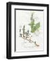 Basil and Thyme-Elissa Della-piana-Framed Art Print