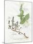 Basil and Thyme-Elissa Della-piana-Mounted Art Print