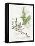 Basil and Thyme-Elissa Della-piana-Framed Stretched Canvas