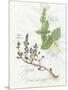 Basil and Thyme-Elissa Della-piana-Mounted Art Print