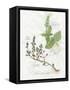 Basil and Thyme-Elissa Della-piana-Framed Stretched Canvas