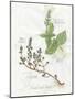 Basil and Thyme-Elissa Della-piana-Mounted Art Print