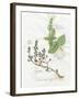 Basil and Thyme-Elissa Della-piana-Framed Art Print