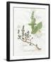 Basil and Thyme-Elissa Della-piana-Framed Art Print