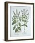 Basil, from 'Hortus Eystettensis', by Basil Besler (1561-1629), Pub. 1613 (Hand-Coloured Engraving)-German School-Framed Giclee Print