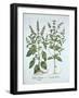 Basil, from 'Hortus Eystettensis', by Basil Besler (1561-1629), Pub. 1613 (Hand-Coloured Engraving)-German School-Framed Giclee Print