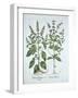 Basil, from 'Hortus Eystettensis', by Basil Besler (1561-1629), Pub. 1613 (Hand-Coloured Engraving)-German School-Framed Giclee Print