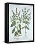 Basil, from 'Hortus Eystettensis', by Basil Besler (1561-1629), Pub. 1613 (Hand-Coloured Engraving)-German School-Framed Stretched Canvas