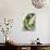 Basil, Garlic and Pine Nuts (Ingredients for Pesto)-null-Stretched Canvas displayed on a wall