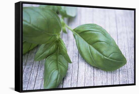 Basil Leaves-Maxine Adcock-Framed Stretched Canvas