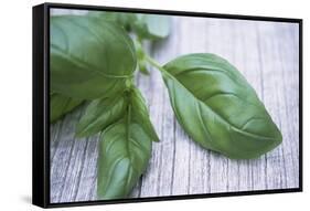 Basil Leaves-Maxine Adcock-Framed Stretched Canvas