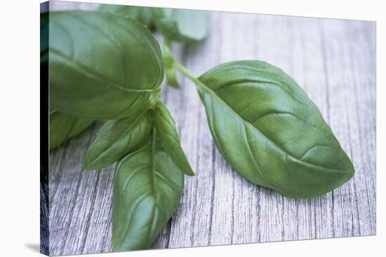 Basil Leaves-Maxine Adcock-Stretched Canvas