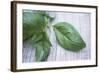 Basil Leaves-Maxine Adcock-Framed Premium Photographic Print