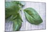 Basil Leaves-Maxine Adcock-Mounted Premium Photographic Print