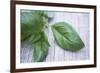 Basil Leaves-Maxine Adcock-Framed Photographic Print