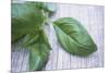 Basil Leaves-Maxine Adcock-Mounted Photographic Print