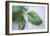 Basil Leaves-Maxine Adcock-Framed Photographic Print