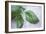 Basil Leaves-Maxine Adcock-Framed Photographic Print