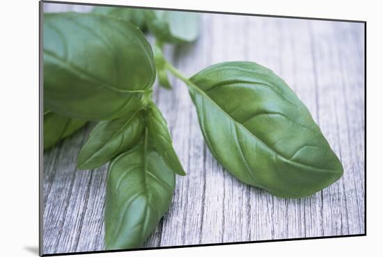 Basil Leaves-Maxine Adcock-Mounted Photographic Print