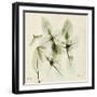 Basil Moment-Albert Koetsier-Framed Art Print