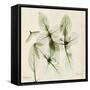 Basil Moment-Albert Koetsier-Framed Stretched Canvas