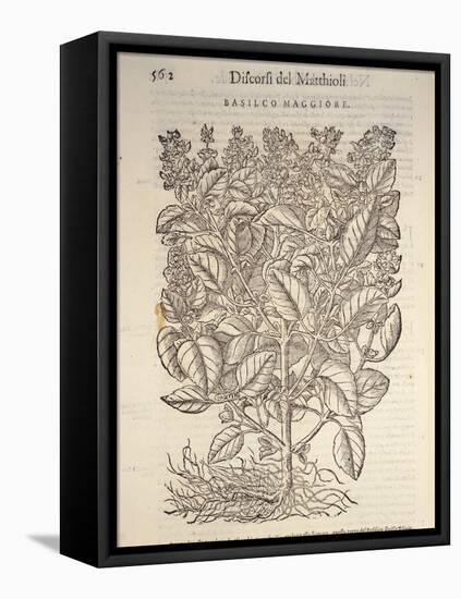 Basil (Ocymum Basilicum), 1554-Pier Andrea Mattioli-Framed Stretched Canvas