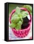 Basil Plants in Pink Basket-null-Framed Stretched Canvas