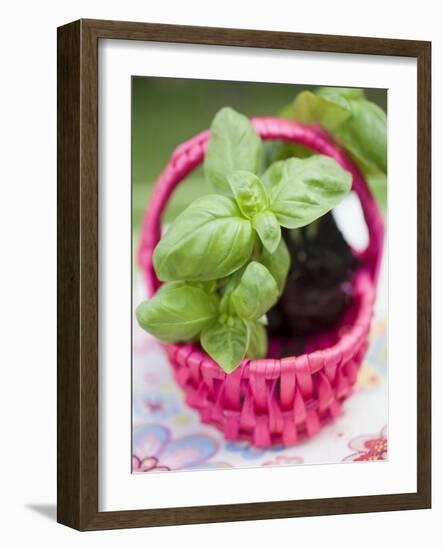 Basil Plants in Pink Basket-null-Framed Photographic Print