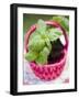 Basil Plants in Pink Basket-null-Framed Photographic Print