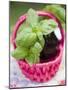 Basil Plants in Pink Basket-null-Mounted Photographic Print