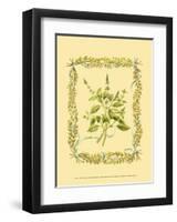 Basil-Wendy Russell-Framed Art Print