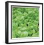 Basil-Stacy Bass-Framed Giclee Print