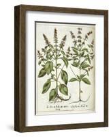 Basil-null-Framed Giclee Print