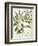 Basil-null-Framed Giclee Print