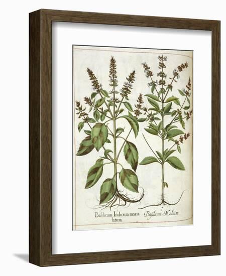 Basil-null-Framed Giclee Print