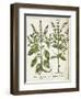 Basil-null-Framed Giclee Print