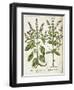 Basil-null-Framed Giclee Print