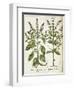 Basil-null-Framed Giclee Print