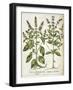 Basil-null-Framed Giclee Print