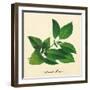 Basil-The Saturday Evening Post-Framed Giclee Print