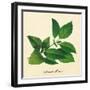 Basil-The Saturday Evening Post-Framed Giclee Print