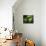 Basilisca Verde-Jimmy Hoffman-Stretched Canvas displayed on a wall