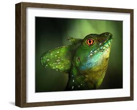 Basilisca Verde-Jimmy Hoffman-Framed Photographic Print