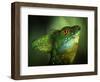 Basilisca Verde-Jimmy Hoffman-Framed Photographic Print