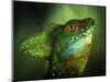 Basilisca Verde-Jimmy Hoffman-Mounted Photographic Print