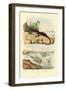 Basilisk, 1833-39-null-Framed Giclee Print